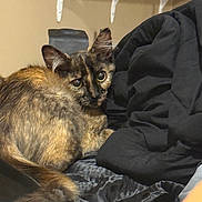 Charizard is registered to the contest to win money with this photo: cat, tortoiseshell, feline, pet, indoor, blanket, black_fabric, fur, animal, curious, cozy, resting, closeup, whiskers, ears, tail, bedroom, warm_lighting, shelf, home