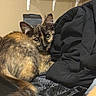 cat, tortoiseshell, feline, pet, indoor, blanket, black_fabric, fur, animal, curious, cozy, resting, closeup, whiskers, ears, tail, bedroom, warm_lighting, shelf, home