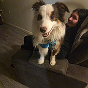 Rueben joined the competition — help win amazing prizes! dog, service_dog, couch, person, indoor, living_room, floor, fur, pet, animal, happy, smiling, seating, furniture, collar, leash, brown, white, black, relaxed