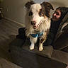 animal, black, brown, collar, couch, dog, floor, fur, furniture, happy, indoor, leash, living_room, person, pet, relaxed, seating, service_dog, smiling, white