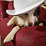 Ruben is registered to the contest to win money with this photo: brown_and_white, canine, close_up, couch, cowboy_hat, cute, dog, domestic_animal, fur, furniture, hat, indoors, living_room, lying_down, paw, pet, portrait, red_couch, relaxed, white_hat