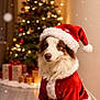 bokeh, christmas, christmas_tree, cozy, cute, decorations, dog, festive, fur, holiday, indoor, lights, pet, portrait, presents, red, santa_costume, santa_hat, sitting, wood_floor