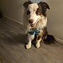 australian_shepherd, baseboard, collar, dog, domestic_animal, ears, eyes, flooring, fur, happy, harness, indoor, pet, portrait, sitting, smiling, tag, tail, wall, wood_floor