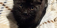 Nova joined the competition — help win amazing prizes! kitten, black_cat, pet, animal, furry, cute, blanket, cozy, indoor, soft_texture, whiskers, ears, fur, eyes, resting, comfort, young_cat, domestic_cat, sleepy, snuggled