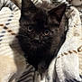 kitten, black_cat, pet, animal, furry, cute, blanket, cozy, indoor, soft_texture, whiskers, ears, fur, eyes, resting, comfort, young_cat, domestic_cat, sleepy, snuggled