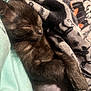 Nova is registered to the contest to win money with this photo: black_kitten, sleeping, cozy, blanket, soft, fur, pet, animal, cute, nap, resting, warm, closeup, indoor, young, small, adorable, feline, comfort, peaceful