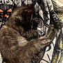 Nova is registered to the contest to win money with this photo: kitten, cat, sleeping, black_fur, fur, animal, pet, blanket, cozy, resting, cute, small, whiskers, paw, tail, indoor, soft, comfort, relaxation, nap