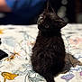 black_cat, kitten, pet, animal, bedspread, floral_pattern, curious, cute, furry, indoor, small_cat, tail, sitting, soft_focus, background_blur, domestic_animal, feline, young_cat, adorable, looking_back