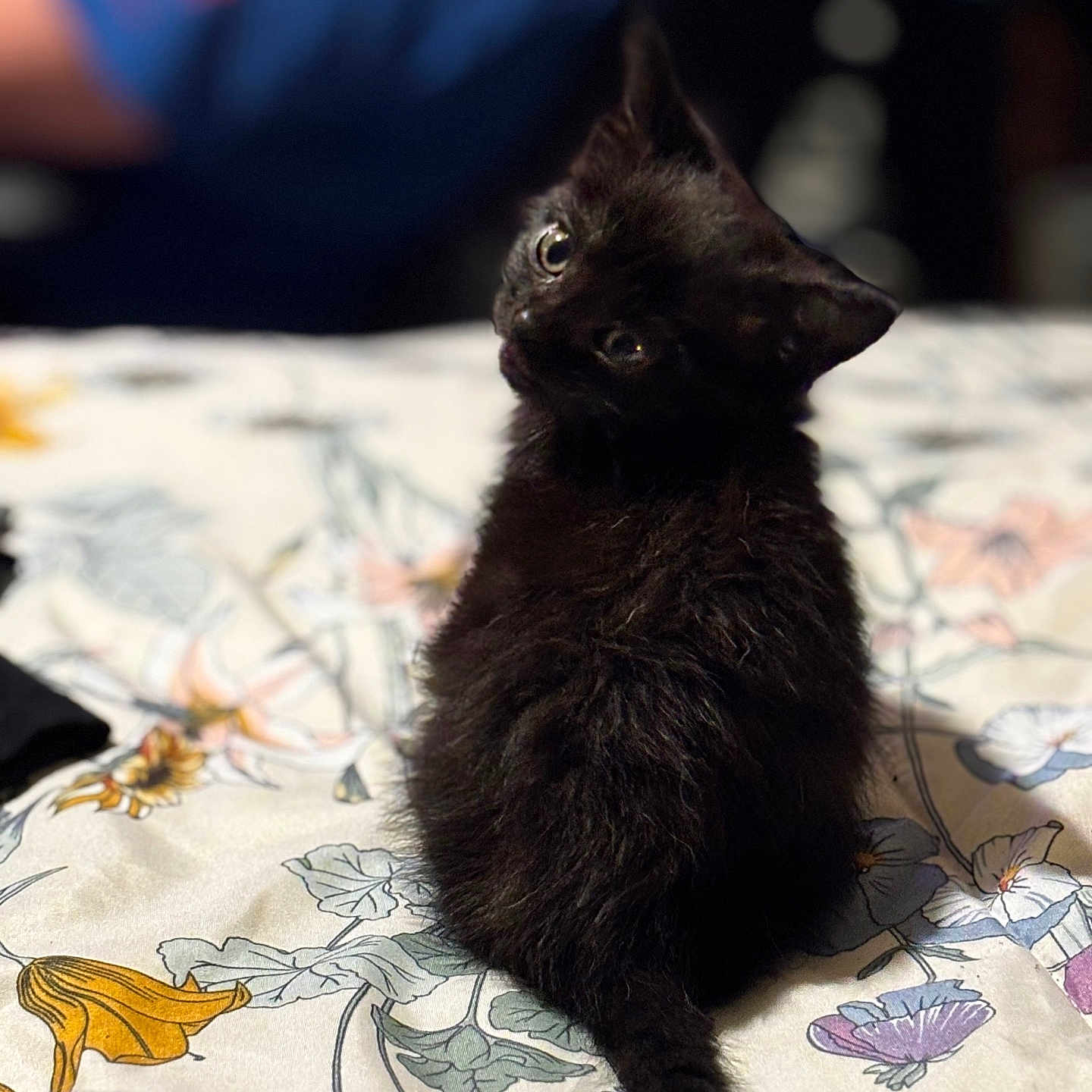 Nova is registered to the contest to win money with this photo: adorable, animal, background_blur, bedspread, black_cat, curious, cute, domestic_animal, feline, floral_pattern, furry, indoor, kitten, looking_back, pet, sitting, small_cat, soft_focus, tail, young_cat