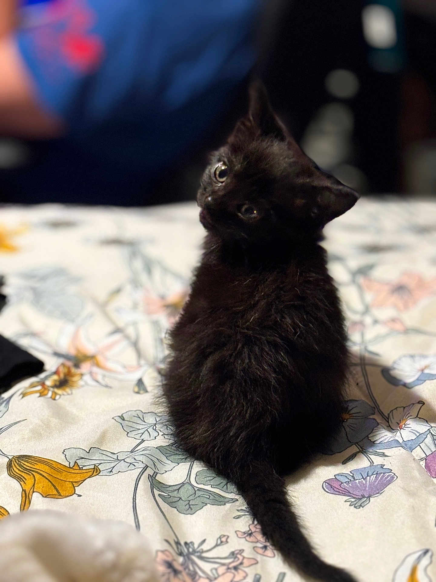 Nova is registered to the contest to win money with this photo: black_cat, kitten, pet, animal, bedspread, floral_pattern, curious, cute, furry, indoor, small_cat, tail, sitting, soft_focus, background_blur, domestic_animal, feline, young_cat, adorable, looking_back