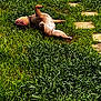 backyard, belly_up, canine, chair_legs, collar, dog, fur, grass, greenery, ground, lawn, legs, outdoor, paws, pet, playful, relaxing, stone_path, sunbathing, tongue