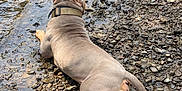 Oggy joined the competition — help win amazing prizes! back_view, canine, collar, dog, lying_down, midday_light, muscular, nature, outdoors, paws, pebbles, playful, resting, ripples, river, rocky_shore, shore, tail, water, wet