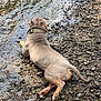 back_view, canine, collar, dog, lying_down, midday_light, muscular, nature, outdoors, paws, pebbles, playful, resting, ripples, river, rocky_shore, shore, tail, water, wet