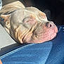 brown_dog, car_interior, closeup, daylight, dog, jeans, lap, muzzle, nap, nose, passenger, pet, relaxed, seat, seat_fabric, short_fur, sleeping, sunlight, whiskers, wrinkles