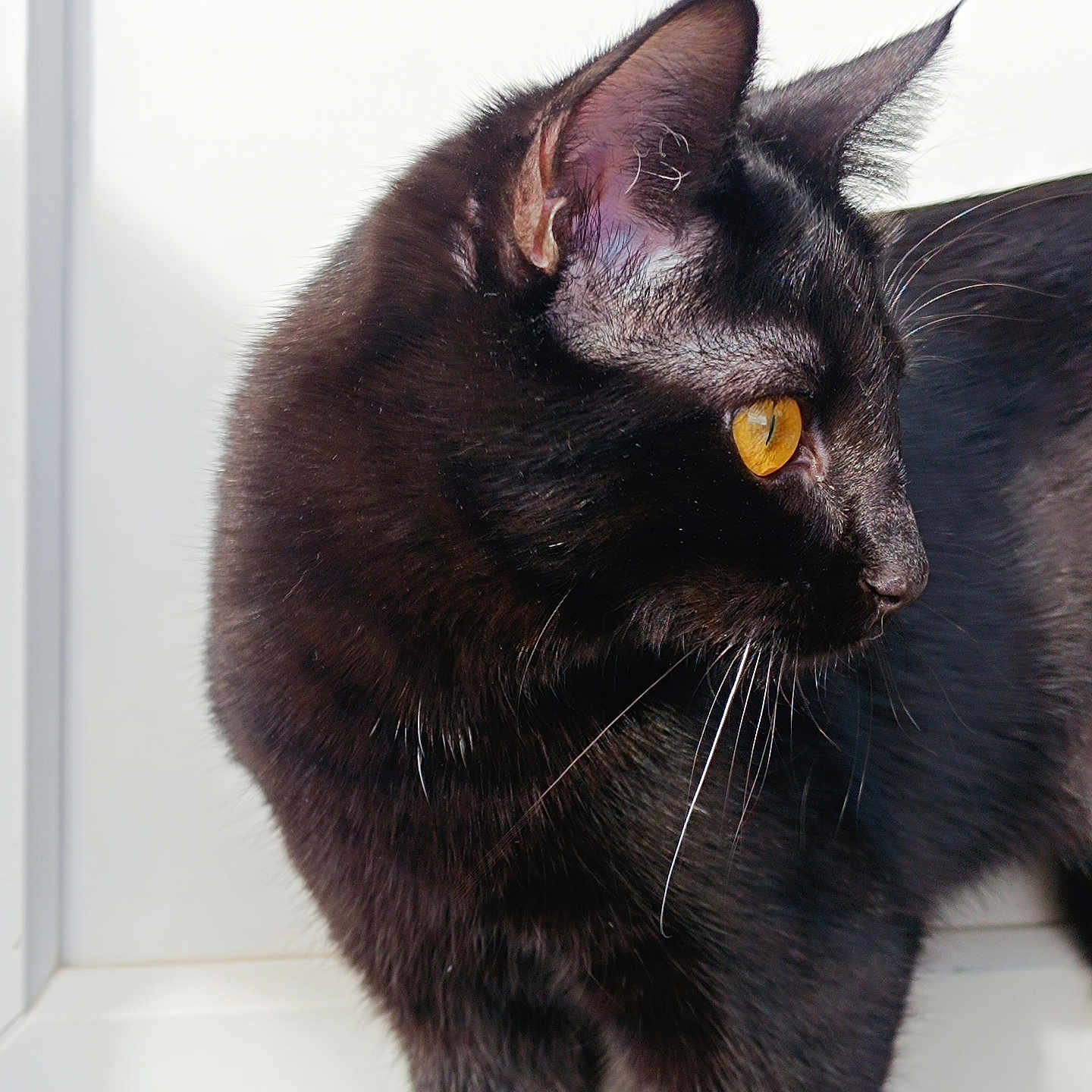 Abysse a rejoint le concours — aidez-le/la à gagner de superbes lots ! black_cat, close_up, curious, domestic_cat, ears, feline, fur, glossy_fur, indoor, muzzle, paws, pet, portrait, profile, sleek, standing, sunlight, whiskers, window, yellow_eyes