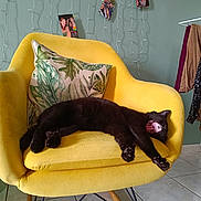 Abysse a rejoint le concours — aidez-le/la à gagner de superbes lots ! cat, black_cat, yawning, armchair, yellow_chair, pillow, leaf_pattern, indoor, vase, dried_grass, tiled_floor, clothes_rack, hanging_clothes, photos_on_wall, fairy_lights, cozy, relaxed, pet, stretching, interior_decor
