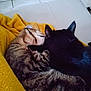 Atchoum a rejoint le concours — aidez-le/la à gagner de superbes lots ! cat, tabby_cat, black_cat, cuddling, blanket, cozy, nap, whiskers, ears, fur, indoor, couch, tile_floor, pet, domestic_animal, close_up, companion, soft_texture, sleeping, portrait