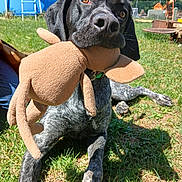 Sammy is registered to the contest to win money with this photo: animal, backyard, black_dog, canine, daytime, dog, ears, grass, greenery, leisure, nature, outdoor, pet, playful, plush_toy, relaxed, snout, summer, sunny, toy