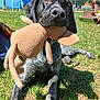 animal, backyard, black_dog, canine, daytime, dog, ears, grass, greenery, leisure, nature, outdoor, pet, playful, plush_toy, relaxed, snout, summer, sunny, toy