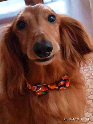 Izy a rejoint le concours — aidez-le/la à gagner de superbes lots ! canidae, carnivore, collar, companion_dog, dog, dog_breed, dog_supply, ear, fawn, fur, hair, head, liver, long_hair, pet_supply, smile, snout, sporting_group, whiskers, working_animal