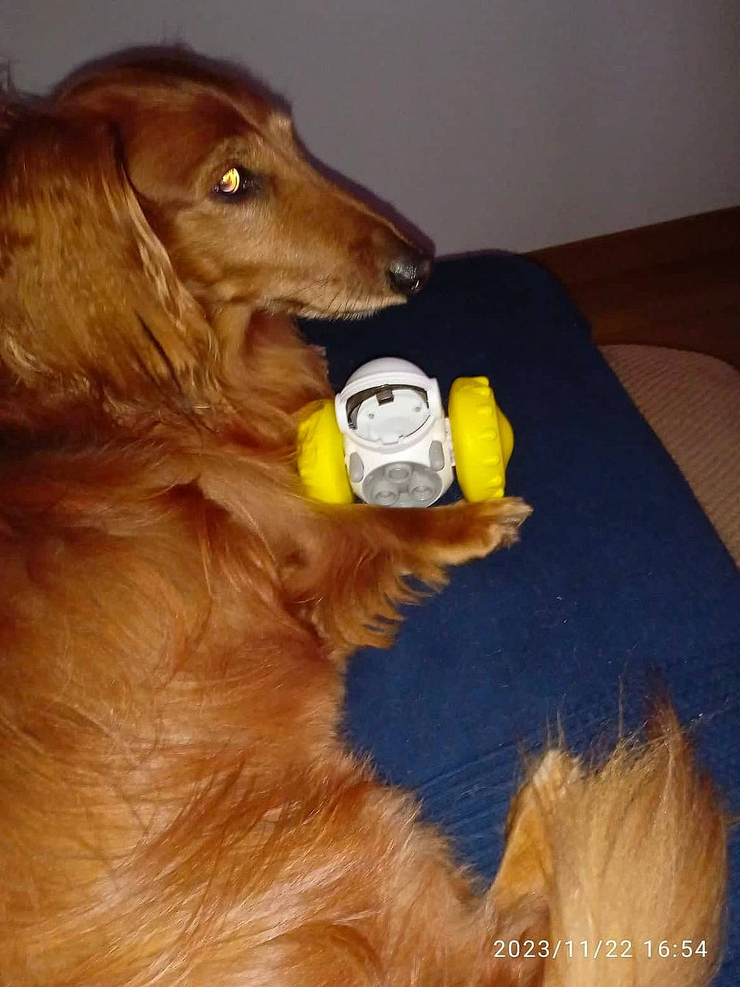 Izy a rejoint le concours — aidez-le/la à gagner de superbes lots ! ancient_dog_breeds, ball, canidae, carnivore, companion_dog, dog, dog_breed, dog_supply, fawn, fur, liver, snout, sporting_group, whiskers, working_animal, working_dog