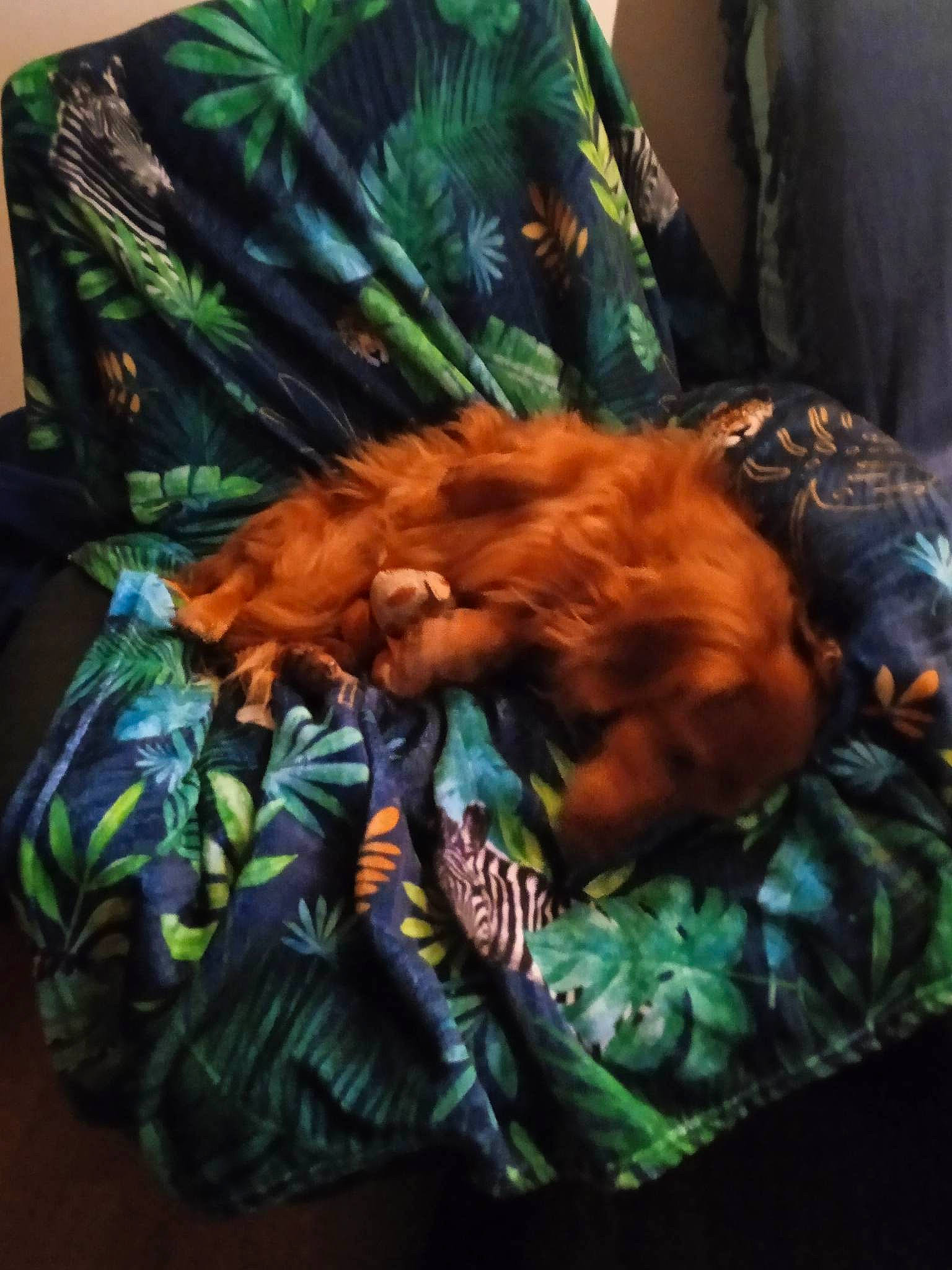 Izy a rejoint le concours — aidez-le/la à gagner de superbes lots ! bag, bed, bed_sheet, bedding, canidae, carnivore, comfort, companion_dog, dog_breed, felidae, fur, hat, linens, pattern, sleeve, small_to_medium_sized_cats, sporting_group, sportswear, tail, whiskers