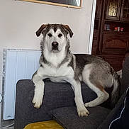 Aiko a rejoint le concours — aidez-le/la à gagner de superbes lots ! dog, indoor, couch, furniture, pet, animal, living_room, brown, gray, white, portrait, relaxed, canine, house, cozy, blanket, wooden_cabinet, seated, looking_at_camera, domestic