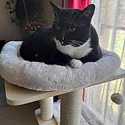 Jacky a rejoint le concours — aidez-le/la à gagner de superbes lots ! animal, black_and_white, cat, cat_bed, cat_tree, cozy, curtains, feline, fluffy, furniture, home, indoor, natural_light, paws, pet, relaxed, resting, soft_texture, whiskers, window