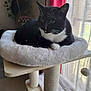 animal, black_and_white, cat, cat_bed, cat_tree, cozy, curtains, feline, fluffy, furniture, home, indoor, natural_light, paws, pet, relaxed, resting, soft_texture, whiskers, window