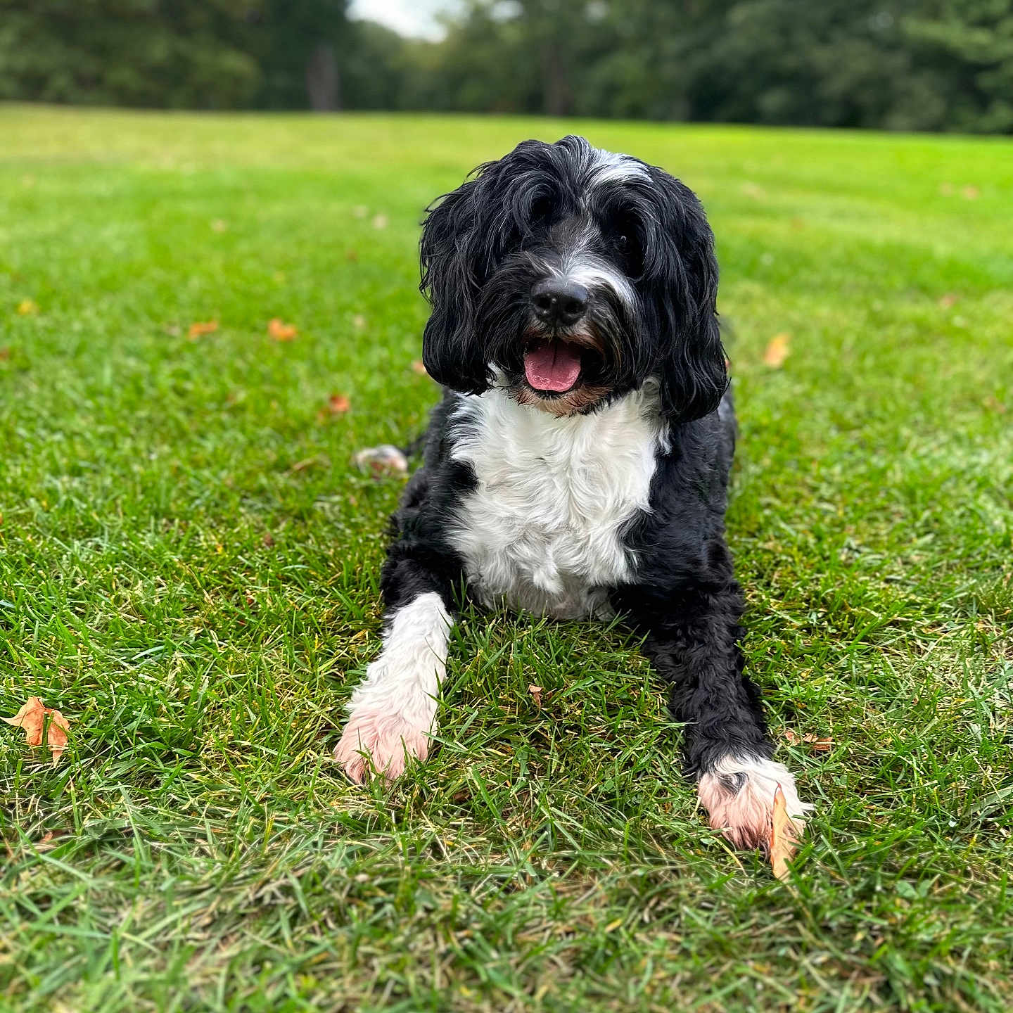 Maggie joined the competition — help win amazing prizes! animal, black_and_white, canine, daylight, dog, field, friendly, fur, grass, greenery, happy, laying_down, mammal, nature, outdoor, park, pet, playful, summer, tongue_out
