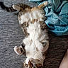 cat, tabby, lying_down, belly_up, relaxed, indoor, blanket, fabric, paw, whiskers, fur, cute, pet, animal, sleepy, resting, striped, domestic_cat, soft, cozy