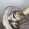 kitten, cat, pet, fluffy, indoor, cozy, soft, plush, bed, fur, curious, animal, cute, domestic, resting, feline, collar, small, young, comfortable