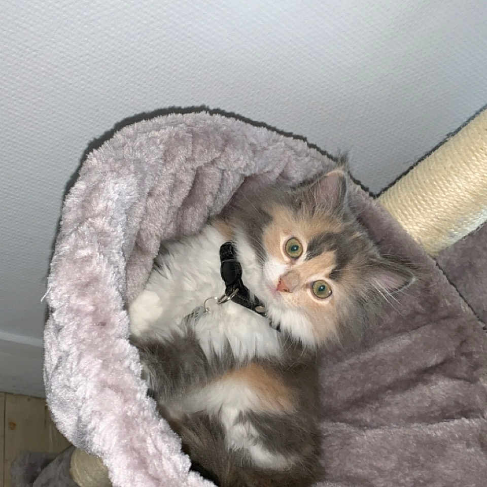 Salsa participe au concours pour gagner de l'argent avec cette photo : kitten, cat, pet, fluffy, indoor, cozy, soft, plush, bed, fur, curious, animal, cute, domestic, resting, feline, collar, small, young, comfortable