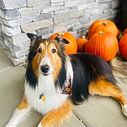 Toby joined the competition — help win amazing prizes! dog, collie, pumpkins, autumn, porch, stone_wall, bandana, pet, animal, orange, fall, outdoor, concrete, laying_down, fur, cute, decor, seasonal, holiday, domestic_animal