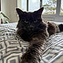 cat, gray_cat, pet, bed, bedspread, stretching, paw, indoor, window, natural_light, plant, furniture, animal, feline, closeup, portrait, home, relaxed, fur, expression