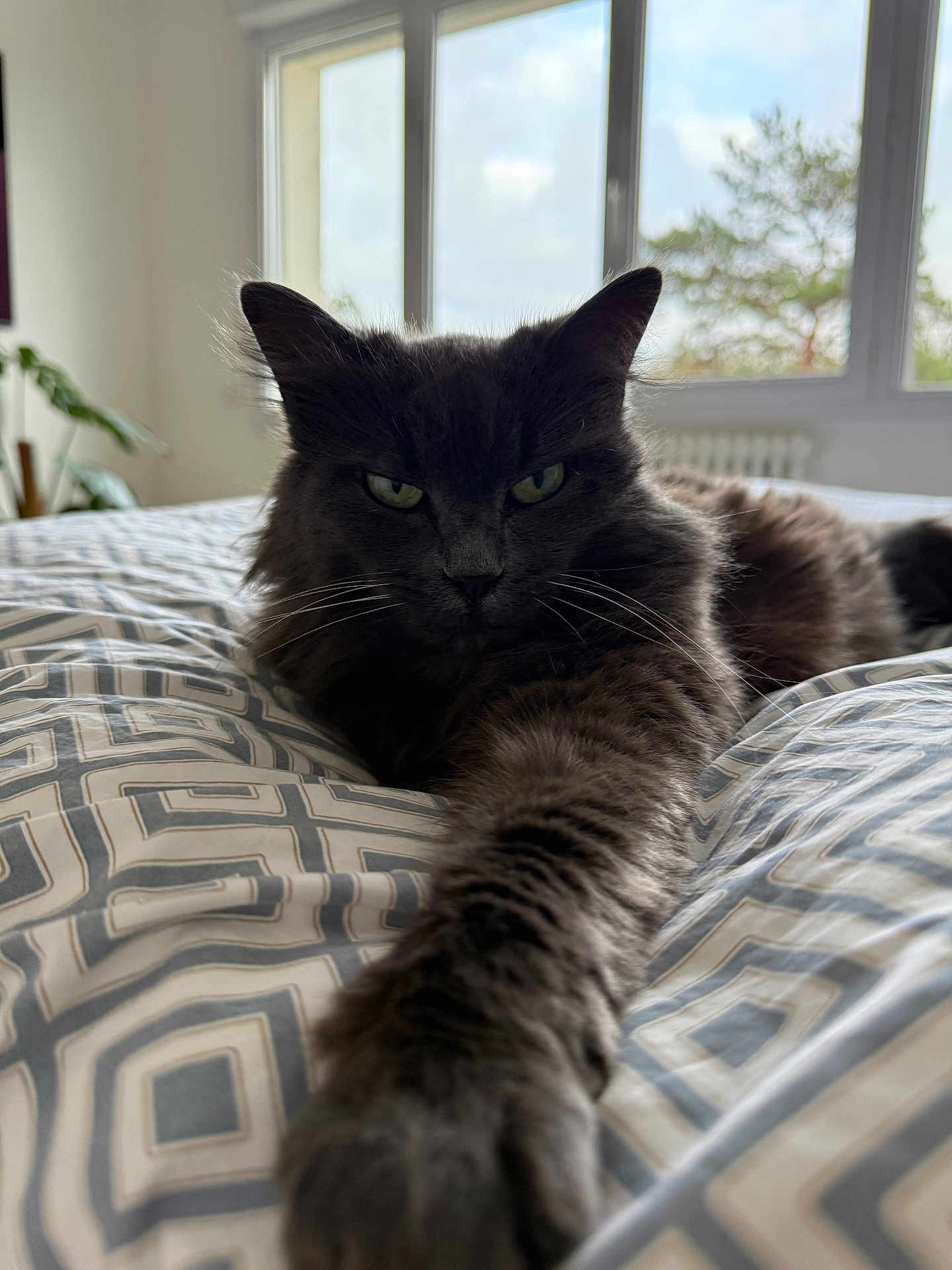 Minette a rejoint le concours — aidez-le/la à gagner de superbes lots ! cat, gray_cat, pet, bed, bedspread, stretching, paw, indoor, window, natural_light, plant, furniture, animal, feline, closeup, portrait, home, relaxed, fur, expression