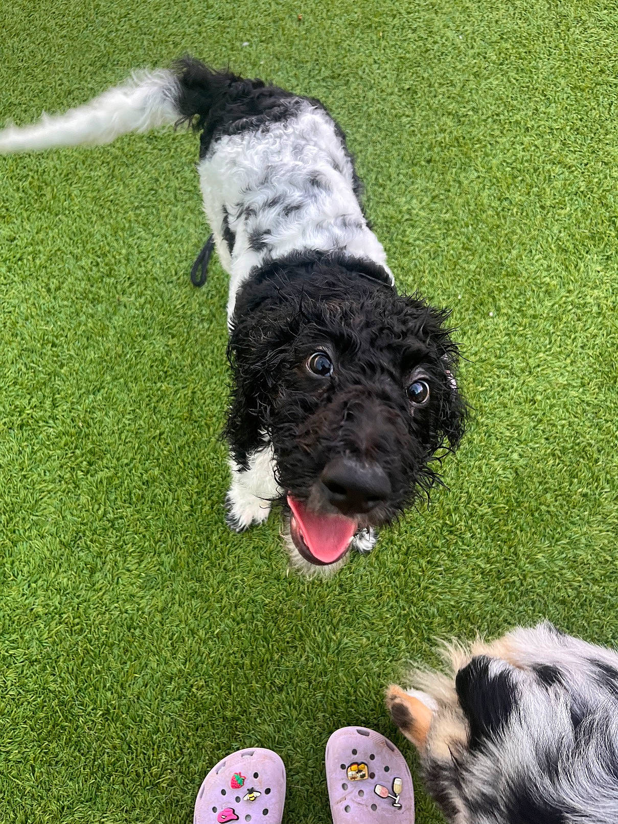 Snoopy joined the competition — help win amazing prizes! canidae, carnivore, collar, companion_dog, dog, dog_breed, dog_collar, dog_supply, flooring, fur, grass, schnauzer, snout, sporting_group, tail, terrier, toy_dog, water_dog, working_animal, working_dog