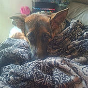 Kaïros participe au concours pour gagner de l'argent avec cette photo : dog, german_shepherd, blanket, couch, indoor, pet, animal, fur, ears, face, resting, comfort, home, cozy, furniture, shelf, container, art_supplies, brown, black
