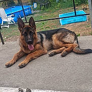 Kaïros participe au concours pour gagner de l'argent avec cette photo : animal, chair, concrete, daytime, dog, fence, german_shepherd, grass, lying_down, nature, outdoor, patio, pet, plastic_chair, pool, relaxed, summer, tongue_out, tree, yard