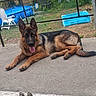 animal, chair, concrete, daytime, dog, fence, german_shepherd, grass, lying_down, nature, outdoor, patio, pet, plastic_chair, pool, relaxed, summer, tongue_out, tree, yard