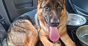 Kaïros a rejoint le concours — aidez-le/la à gagner de superbes lots ! animal, canine, car_interior, dog, domestic_animal, ears, floor_mat, german_shepherd, happy, pet, portrait, puppy, resting, seat_back, sunlight, tongue_out, vehicle, water_bowl, window, young_dog