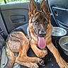 Kaïros a rejoint le concours — aidez-le/la à gagner de superbes lots ! dog, german_shepherd, puppy, car_interior, tongue_out, ears, water_bowl, pet, animal, floor_mat, seat_back, window, sunlight, happy, resting, young_dog, canine, domestic_animal, vehicle, portrait