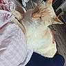 cat, cream_colored, sleeping, lap, person, pink_shirt, striped_pattern, power_strip, plug, indoor, floor, furniture, chair, blanket, relaxation, pet, comfort, home, cozy, resting