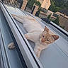 cat, cream_colored_cat, relaxed, stretching, car_roof, metallic_surface, outdoor, suburban, fence, house, trees, daylight, animal, pet, whiskers, ears, paws, quiet, nature, calm