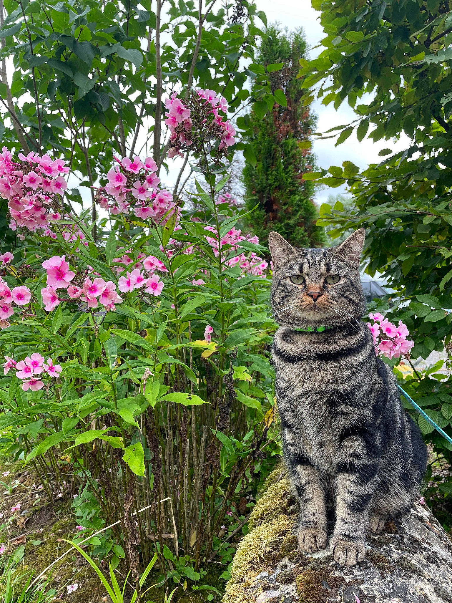Smarties participe au concours pour gagner de l'argent avec cette photo : carnivore, cat, domestic_short_haired_cat, fawn, felidae, flower, fur, grass, groundcover, herbaceous_plant, magenta, plant, shrub, small_to_medium_sized_cats, snout, tail, terrestrial_animal, terrestrial_plant, tree, whiskers