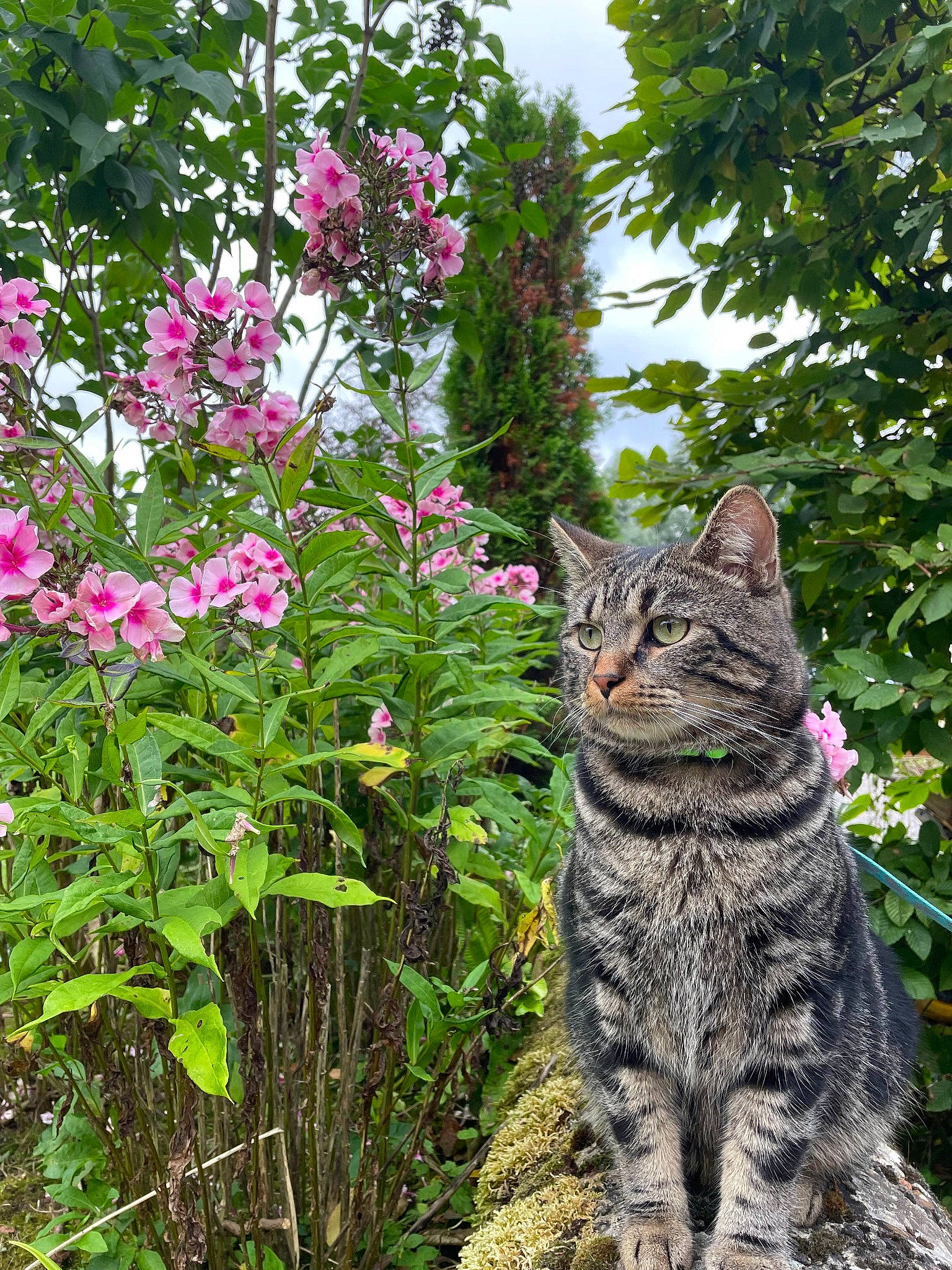 Smarties a rejoint le concours — aidez-le/la à gagner de superbes lots ! annual_plant, carnivore, cat, domestic_short_haired_cat, felidae, flower, flowering_plant, grass, groundcover, herbaceous_plant, petal, plant, shrub, sky, small_to_medium_sized_cats, tail, terrestrial_animal, terrestrial_plant, tree, whiskers