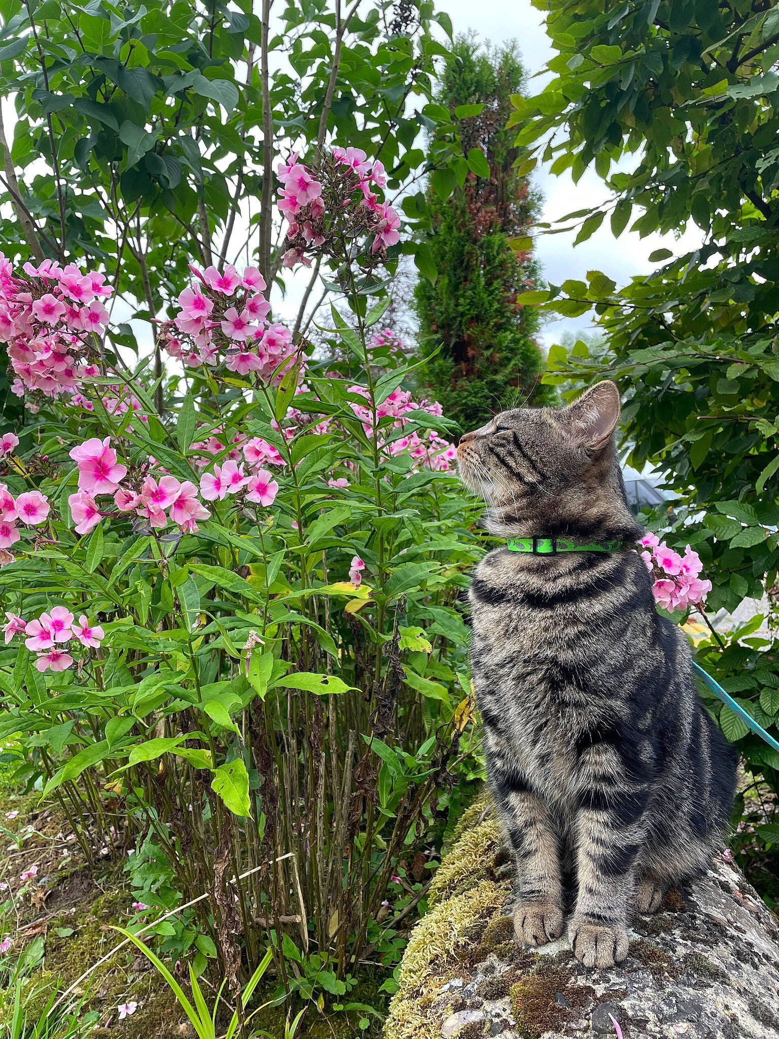 Smarties a rejoint le concours — aidez-le/la à gagner de superbes lots ! annual_plant, art, carnivore, cat, domestic_short_haired_cat, felidae, flower, flowering_plant, grass, groundcover, magenta, petal, plant, shrub, small_to_medium_sized_cats, snout, tail, terrestrial_plant, tree, whiskers