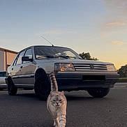 Sky participe au concours pour gagner de l'argent avec cette photo : cat, car, street, sunset, vehicle, road, animal, pet, outdoor, sky, vintage_car, parking, tail, walking, asphalt, building, nature, transportation, twilight, evening