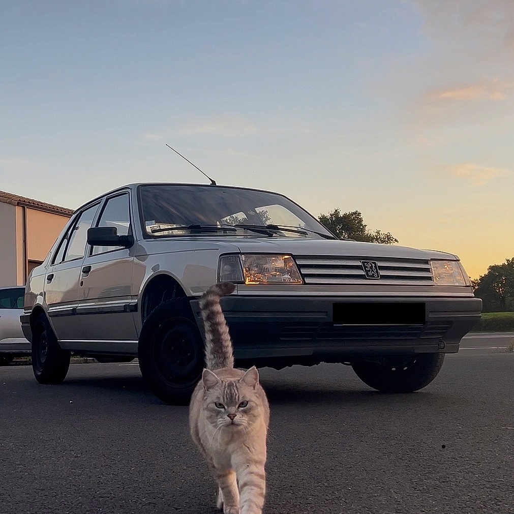 Sky participe au concours pour gagner de l'argent avec cette photo : cat, car, street, sunset, vehicle, road, animal, pet, outdoor, sky, vintage_car, parking, tail, walking, asphalt, building, nature, transportation, twilight, evening