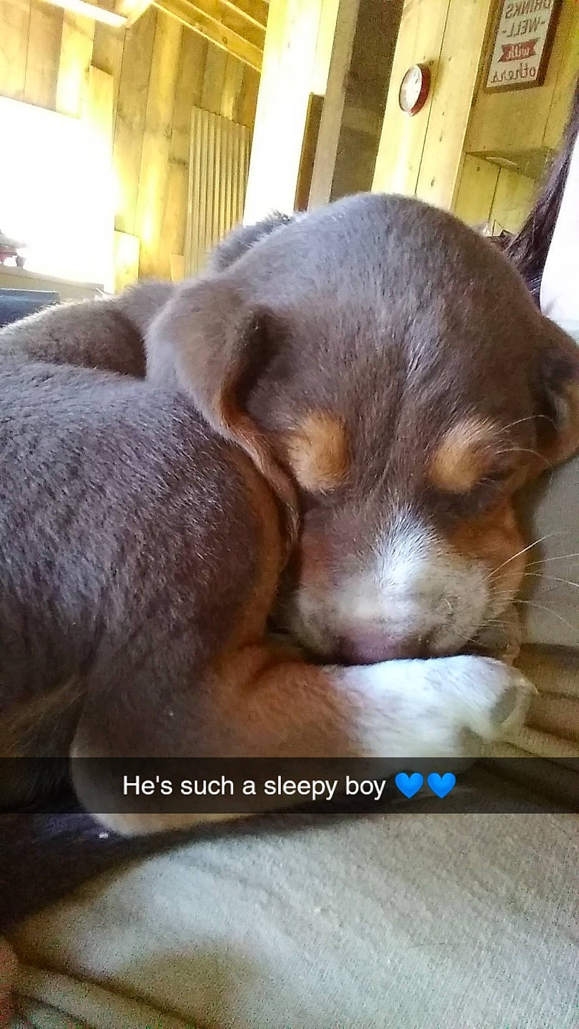 Rufus is registered to the contest to win money with this photo: canidae, carnivore, companion_dog, dog, dog_breed, fawn, mammal, photo_caption, puppy, puppy_love, snout, street_dog, vertebrate